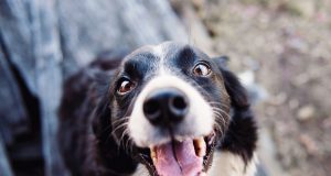 Meeting Held On Proposed Tether Law In Ossining