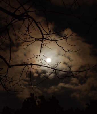 Beaver Moon At Teatown