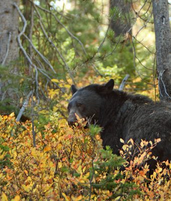 New Black Bear Sighting In Ossining